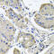 NADH:Ubiquinone Oxidoreductase Subunit A6 antibody, 23-930, ProSci, Immunohistochemistry frozen image 