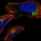 Cyclin G Associated Kinase antibody, NBP1-89441, Novus Biologicals, Immunofluorescence image 