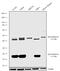 TNF Receptor Superfamily Member 25 antibody, 702277, Invitrogen Antibodies, Western Blot image 