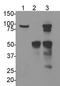 Cell Cycle Associated Protein 1 antibody, NBP2-22238, Novus Biologicals, Immunoprecipitation image 