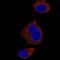 Syntaxin 7 antibody, NBP2-52893, Novus Biologicals, Immunocytochemistry image 