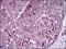 Melanoma Cell Adhesion Molecule antibody, NBP2-37365, Novus Biologicals, Immunohistochemistry frozen image 