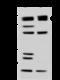 Reticulon 3 antibody, 203984-T40, Sino Biological, Western Blot image 