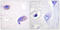 Protein Tyrosine Kinase 2 antibody, LS-C117606, Lifespan Biosciences, Immunohistochemistry frozen image 