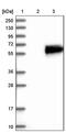 Alpha 2-HS Glycoprotein antibody, PA5-51593, Invitrogen Antibodies, Western Blot image 