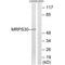 Mitochondrial Ribosomal Protein S30 antibody, A10227, Boster Biological Technology, Western Blot image 