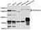 Protocadherin Gamma Subfamily C, 3 antibody, abx126334, Abbexa, Western Blot image 