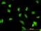 G3BP Stress Granule Assembly Factor 1 antibody, orb89754, Biorbyt, Immunofluorescence image 
