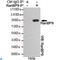 Ran-binding protein 9 antibody, LS-C813111, Lifespan Biosciences, Immunoprecipitation image 
