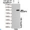 RAN Binding Protein 9 antibody, LS-C813111, Lifespan Biosciences, Immunoprecipitation image 