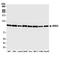 Bromodomain Containing 3 antibody, A700-069, Bethyl Labs, Western Blot image 