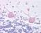 Melanin Concentrating Hormone Receptor 2 antibody, 48-139, ProSci, Immunohistochemistry paraffin image 