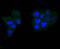 Caspase 6 antibody, A02631-2, Boster Biological Technology, Immunocytochemistry image 