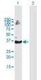 Tripartite Motif Containing 69 antibody, H00140691-B01P, Novus Biologicals, Western Blot image 