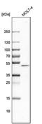 CCR4-NOT Transcription Complex Subunit 6 Like antibody, PA5-60082, Invitrogen Antibodies, Western Blot image 