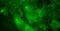 Transmembrane Protein 97 antibody, PA5-23003, Invitrogen Antibodies, Immunofluorescence image 