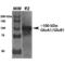 Glutamate Ionotropic Receptor AMPA Type Subunit 1 antibody, 56547, QED Bioscience, Western Blot image 