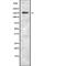 Glutamate Ionotropic Receptor NMDA Type Subunit 2A antibody, abx215723, Abbexa, Western Blot image 
