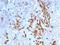 Kappa light chains antibody, AE00249, Aeonian Biotech, Immunohistochemistry frozen image 