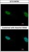 Polybromo 1 antibody, GTX100781, GeneTex, Immunofluorescence image 