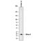 Melan-A antibody, MAB8008, R&D Systems, Western Blot image 