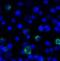 T Cell Immunoreceptor With Ig And ITIM Domains antibody, LS-C669100, Lifespan Biosciences, Immunofluorescence image 