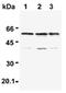 TNF Receptor Associated Factor 6 antibody, ADI-AAP-426-E, Enzo Life Sciences, Western Blot image 