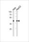 LDL Receptor Related Protein Associated Protein 1 antibody, 63-504, ProSci, Western Blot image 