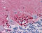 Cystathionine-Beta-Synthase antibody, 51-893, ProSci, Immunohistochemistry frozen image 