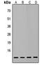 ATP Synthase Membrane Subunit G Like antibody, LS-C358416, Lifespan Biosciences, Western Blot image 