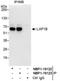 Torsin 1A Interacting Protein 1 antibody, NBP1-19123, Novus Biologicals, Immunoprecipitation image 