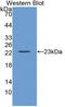 Galectin 8 antibody, LS-C314464, Lifespan Biosciences, Western Blot image 