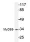 Myeloid differentiation primary response protein MyD88 antibody, AP20639PU-N, Origene, Western Blot image 