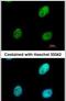 RALY Heterogeneous Nuclear Ribonucleoprotein antibody, PA5-30929, Invitrogen Antibodies, Immunofluorescence image 