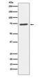 SUMO Specific Peptidase 1 antibody, M02156-2, Boster Biological Technology, Western Blot image 