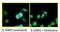 BCL2 Like 1 antibody, 44-428G, Invitrogen Antibodies, Immunofluorescence image 