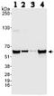 Non-POU Domain Containing Octamer Binding antibody, ab70335, Abcam, Western Blot image 