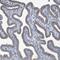 PP2CE antibody, NBP1-83534, Novus Biologicals, Immunohistochemistry paraffin image 