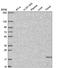 Marginal Zone B And B1 Cell Specific Protein antibody, HPA052694, Atlas Antibodies, Western Blot image 