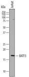 Basic Leucine Zipper ATF-Like Transcription Factor 3 antibody, AF7437, R&D Systems, Western Blot image 
