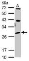 Oprs1 antibody, PA5-30372, Invitrogen Antibodies, Western Blot image 