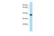 Transmembrane Protein 165 antibody, PA5-69596, Invitrogen Antibodies, Western Blot image 