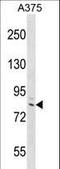 DEF6 Guanine Nucleotide Exchange Factor antibody, LS-C167347, Lifespan Biosciences, Western Blot image 