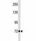 EOMES antibody, F47508-0.4ML, NSJ Bioreagents, Western Blot image 