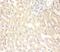 Metallothionein 1X antibody, MBS1489032, MyBioSource, Immunohistochemistry frozen image 