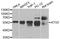Autophagy Related 5 antibody, MBS125660, MyBioSource, Western Blot image 