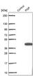 Phosphoglycolate Phosphatase antibody, PA5-61300, Invitrogen Antibodies, Western Blot image 