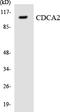 Cell Division Cycle Associated 2 antibody, LS-C291778, Lifespan Biosciences, Western Blot image 