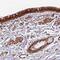 Chromosome 7 Open Reading Frame 50 antibody, NBP2-30873, Novus Biologicals, Immunohistochemistry frozen image 