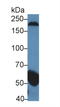 Gamma-Secretase Activating Protein antibody, LS-C294020, Lifespan Biosciences, Western Blot image 